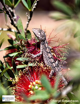 Image of Nobbi Nobbi