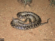Antaresia maculosa
