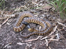 Aspidites melanocephalus