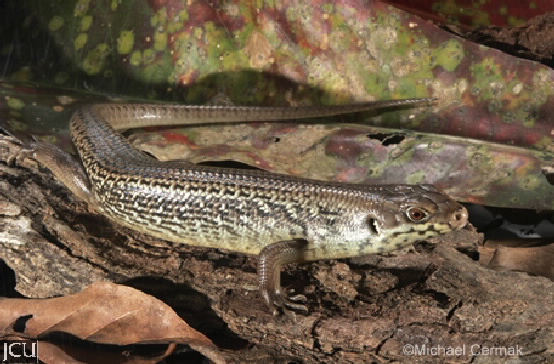 Egernia frerei