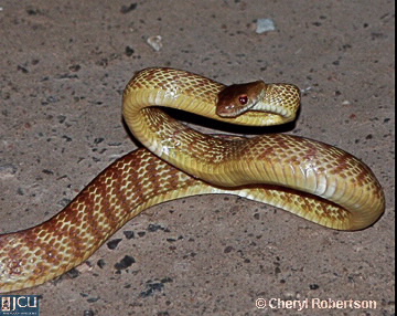 Image of Boiga irregularis
