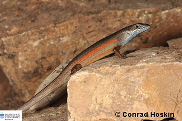 Image of Carkia decora