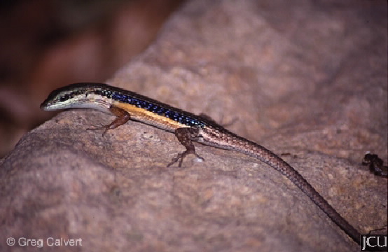 Carlia jarnoldae