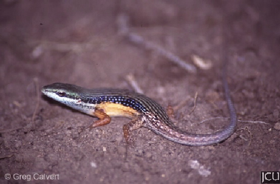 Carlia jarnoldae
