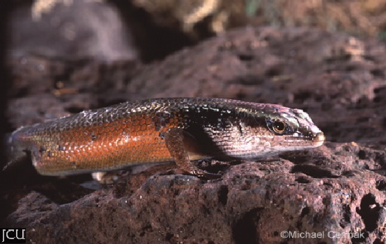 Carlia longipes