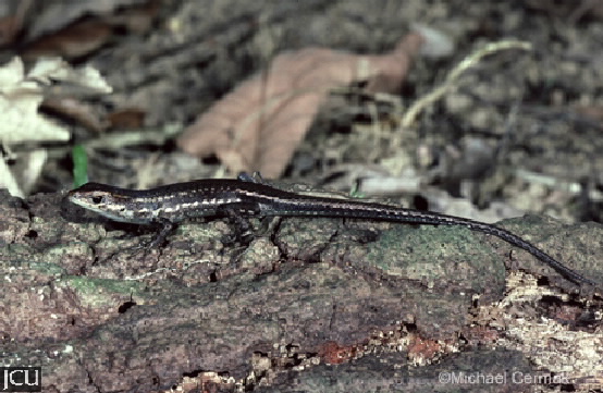 Carlia rubrigularis