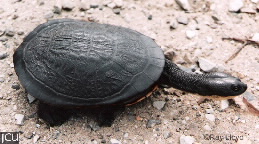 Chelodina canni