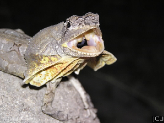 Chlamydosaurus kingii