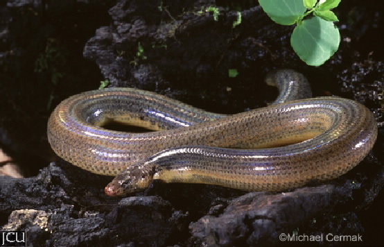 Coeranoscincus frontalis