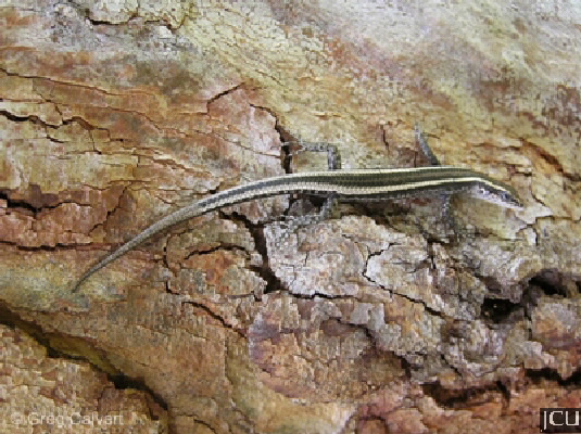 Cryptoblepharous virgatus