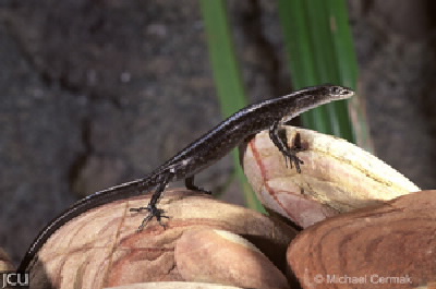 Cryptoblepharus litoralis