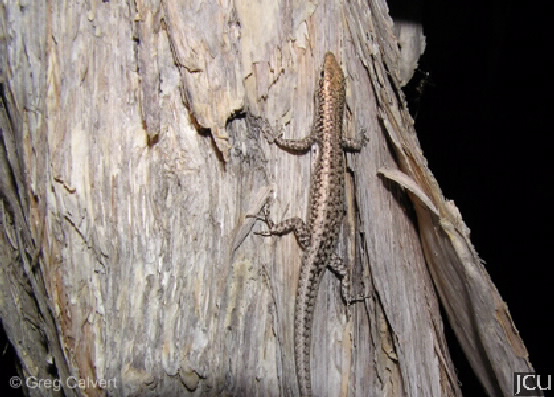 Cryptoblepharus plagiocephalus