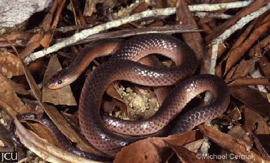 Cryptophis nigrostriatus
