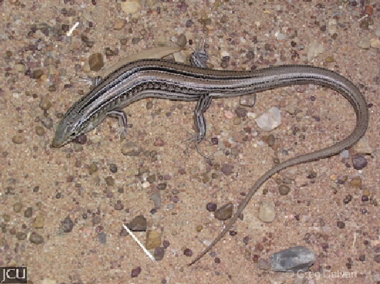 Ctenotus spaldingi