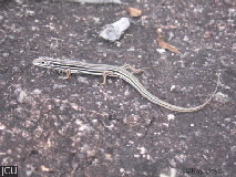 Ctenotus taeniolatus