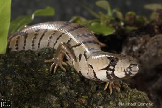 Cyclodomorphus gerrardii