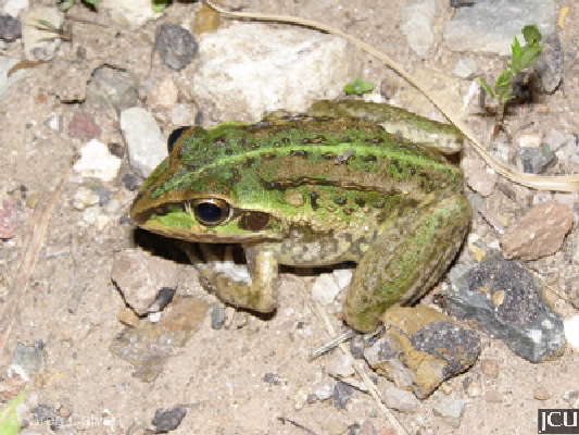 Cyclorana alboguttata