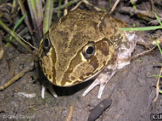 Cyclorana novaehollandiae