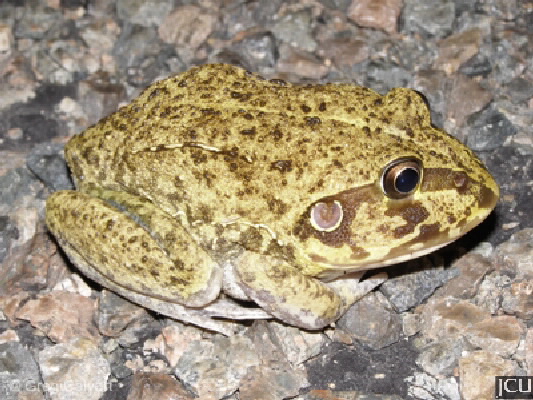 Cyclorana novaehollandiae