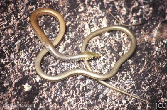 Delma labialis