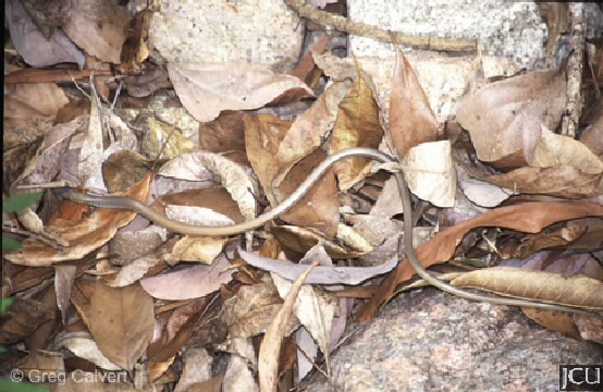 Delma labialis