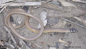 Delma tincta