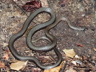 Demansia torquata