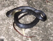 Demansia vestigata