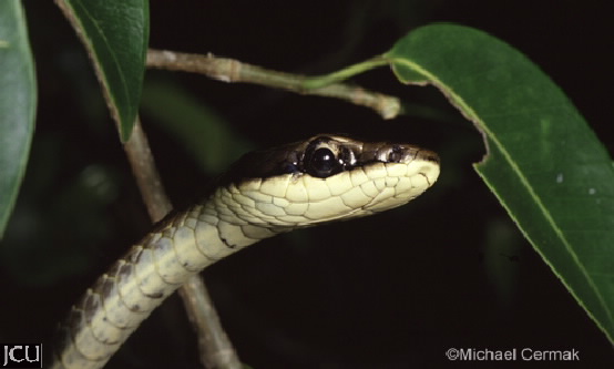 Dendrelaphis calligaster