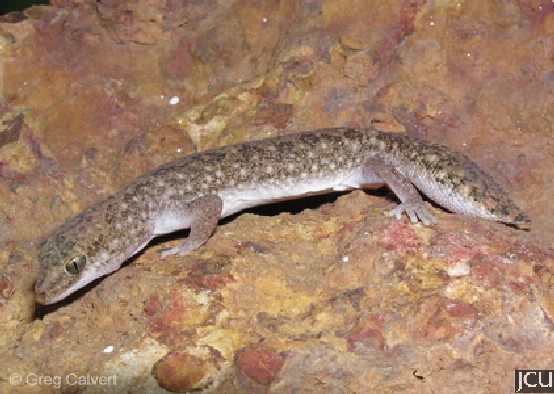 Diplodactylus conspicillatus