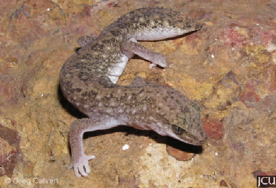 Diplodactylus conspicillatus