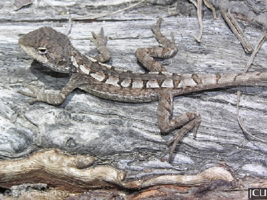 Diporiphora australis 