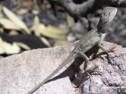 Diporiphora australis 