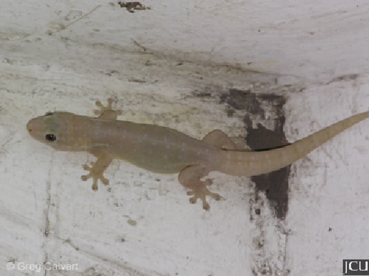 Gehyra dubia