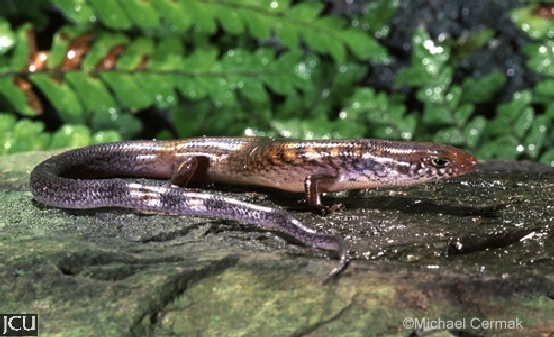 Glaphyromorphus nigricaudis