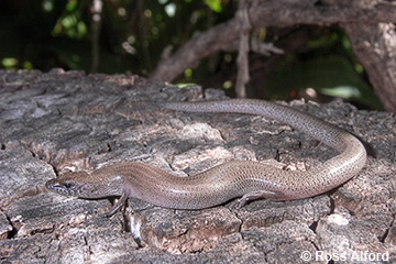 Image of Glaphyromorphus punctulatus