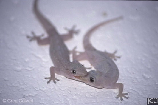 Hemidactylus frenatus