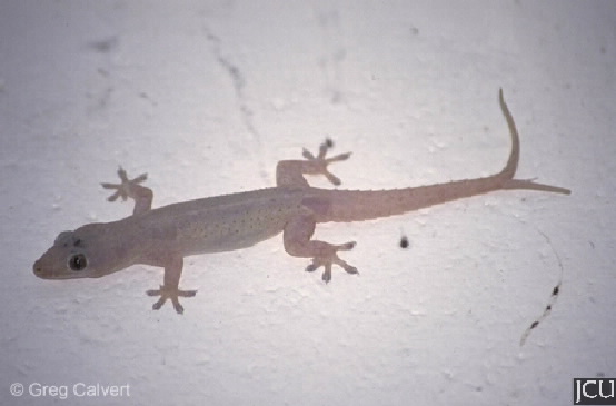 Hemidactylus frenatus