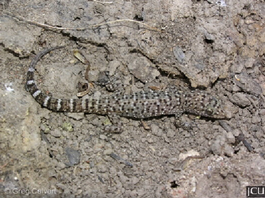 Heteronotia binoei