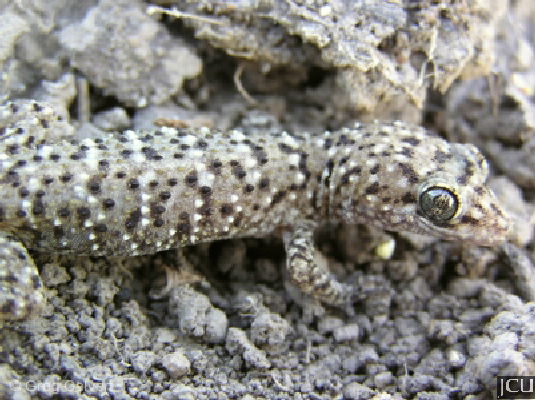 Heteronotia binoei