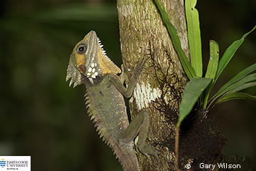 Image of Boyd's Forest Dragon