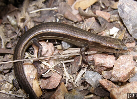 Lampropholis delicate