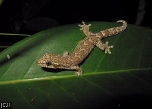 Lepidodactylus lugubris