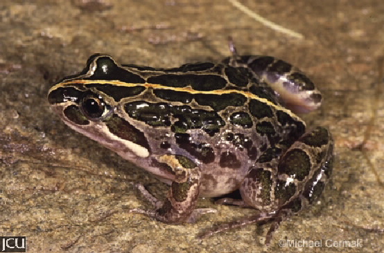 Limnodynastes tasmaniensis