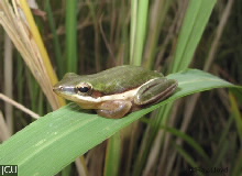 Litoria bicolor