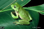 Litoria caerulea