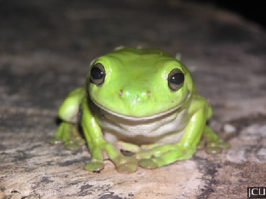 Litoria caerulea