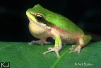 Litoria fallax