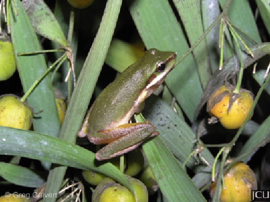Littoria fallax