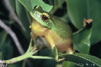 Litoria gracilenta